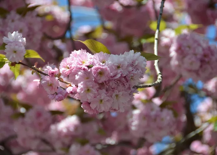 アイグナー 3* ボン